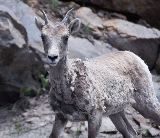 baby big horn sheep